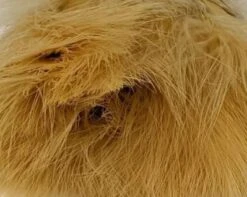 1oz Master Pack: Fish Hunter Premium Strung Marabou -Angler Gear Shop Marabou Burnished Golden Tan